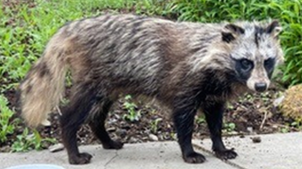Raccoon dog \'trapped and humanely destroyed\' in Carmarthenshire ...