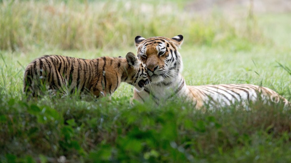 Два тигра в парке дикой природы Йоркшира