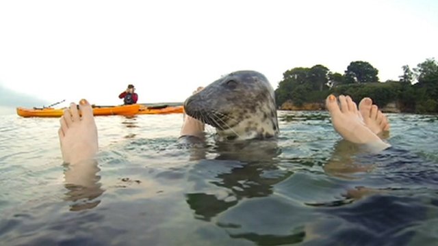 The seal swam between their feet and appeared to wrap its fins around their legs