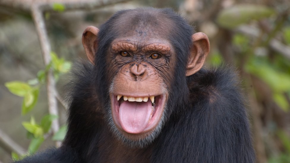 Un joven adulto macho chimpancé haciendo una expresión facial que se considera una sonrisa en el mundo de los chimpancés.