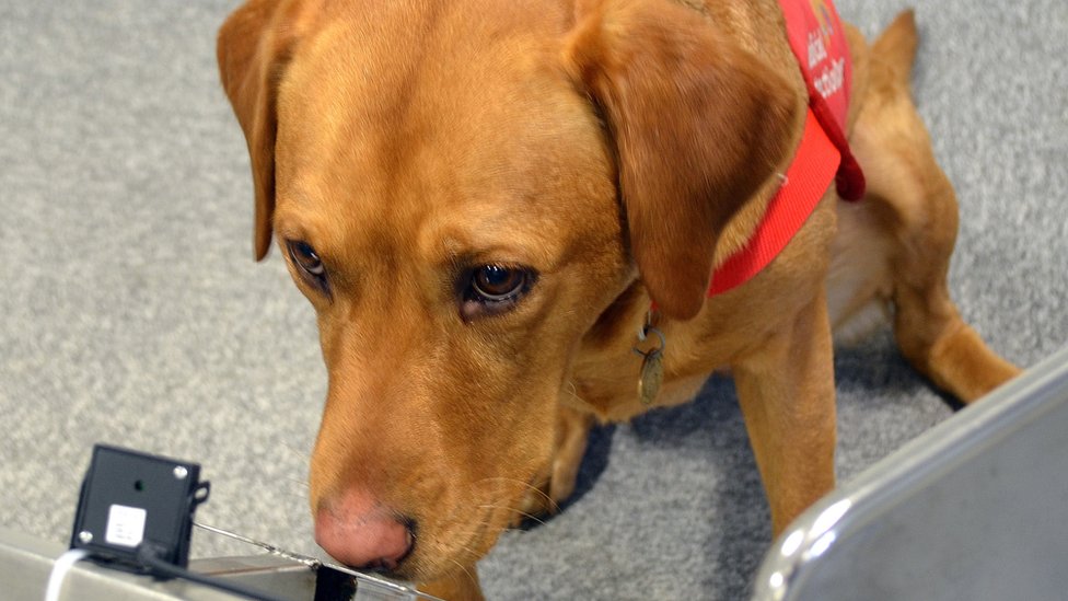 How do medical dogs smell cancer? BBC News