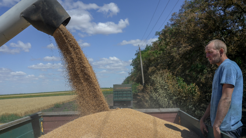 烏克蘭農民正在收割小麥
