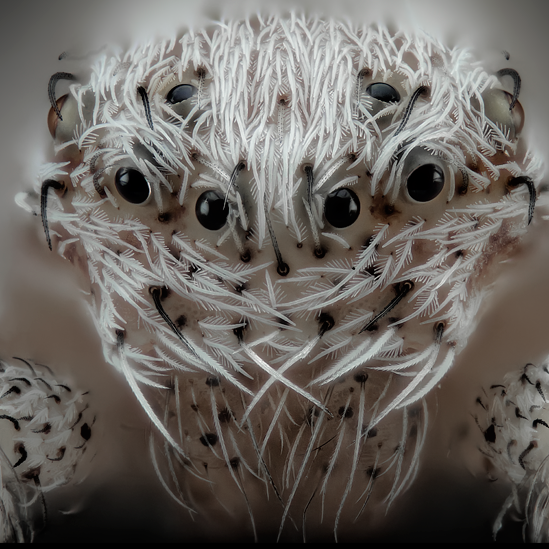 Araña con seis ojos Araña con seis ojos