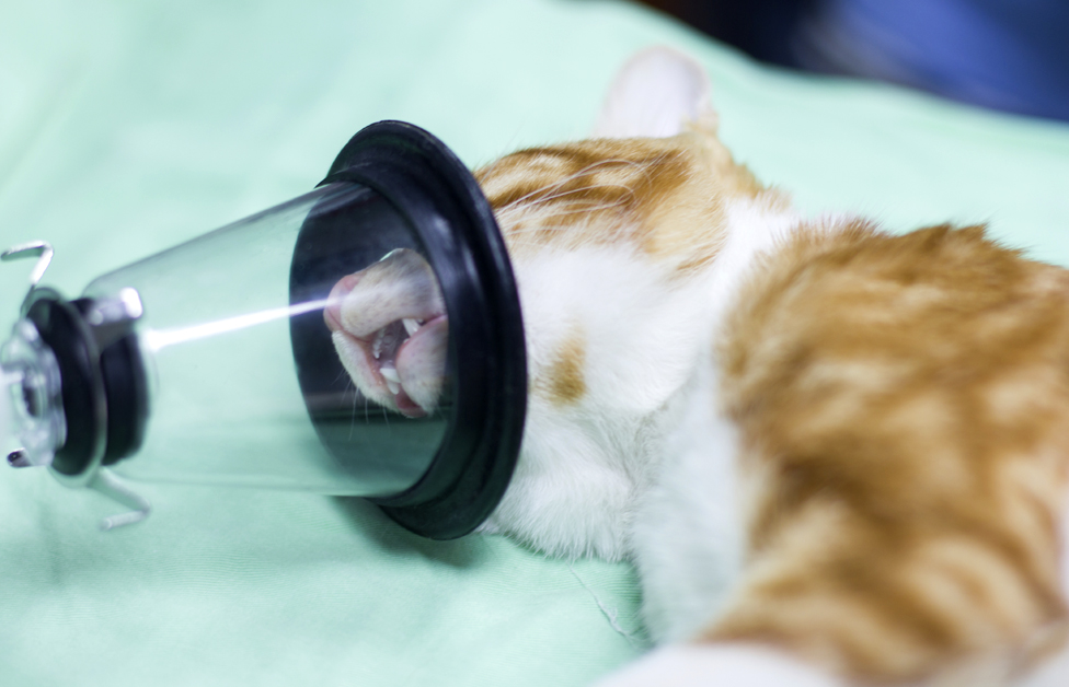 cat abscess treatment cost