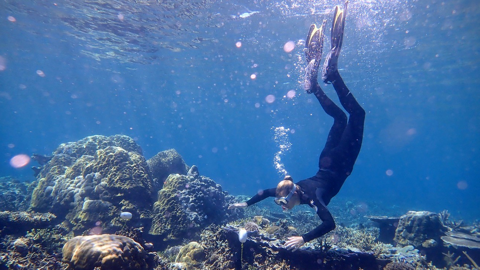 Fish ‘whoops and growls’ recorded on restored reef