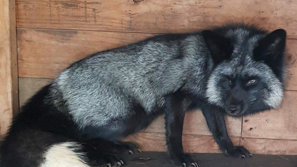 Escaped Colchester black fox found dead on A12 in Essex