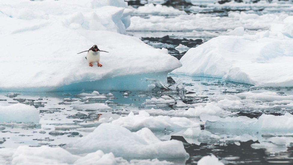 A Gentoo penguin gets ready to dive off the ice into the water in Antarctica