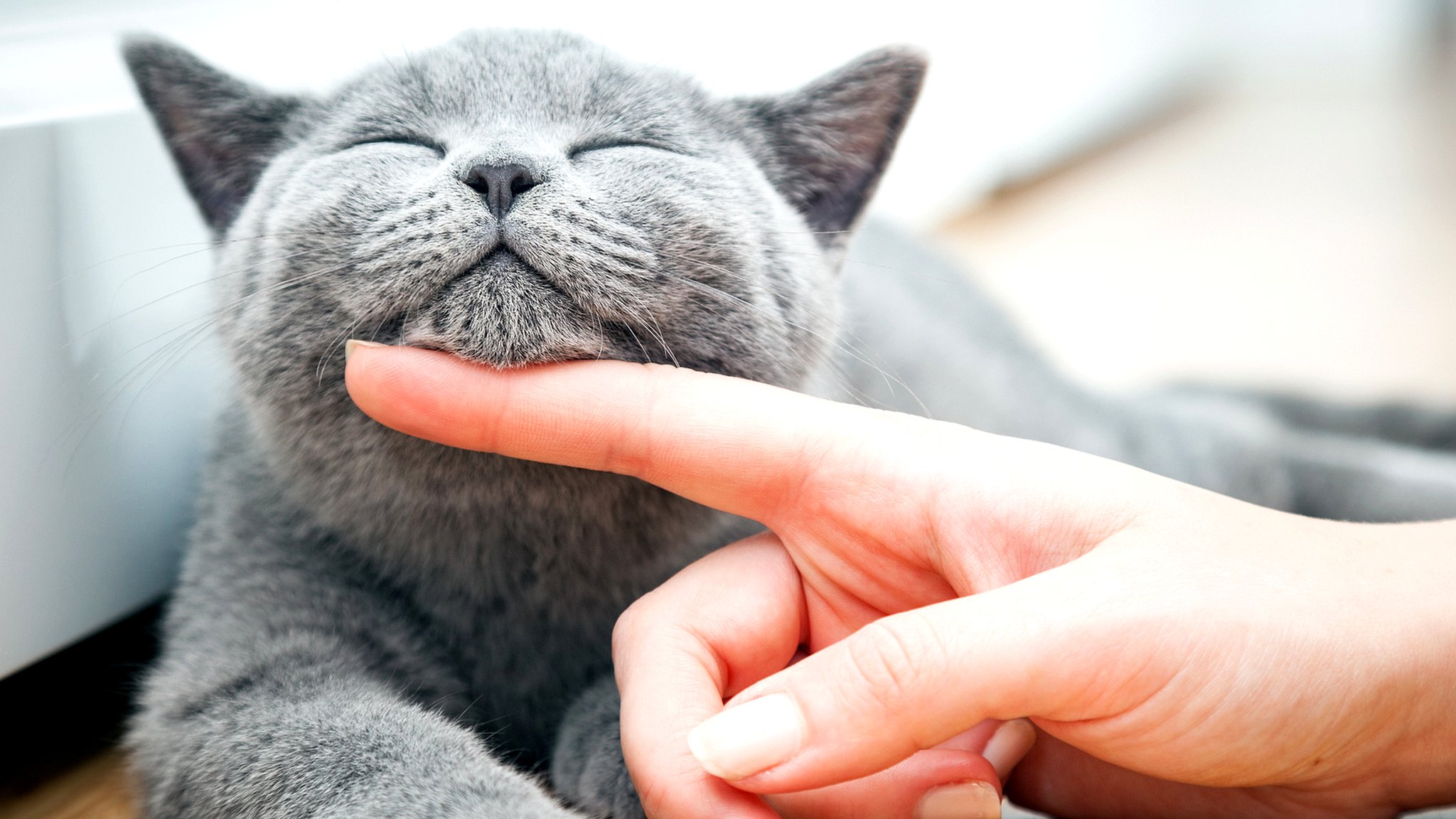 Почему котенок кусает руки: основные причины и способы предотвращения