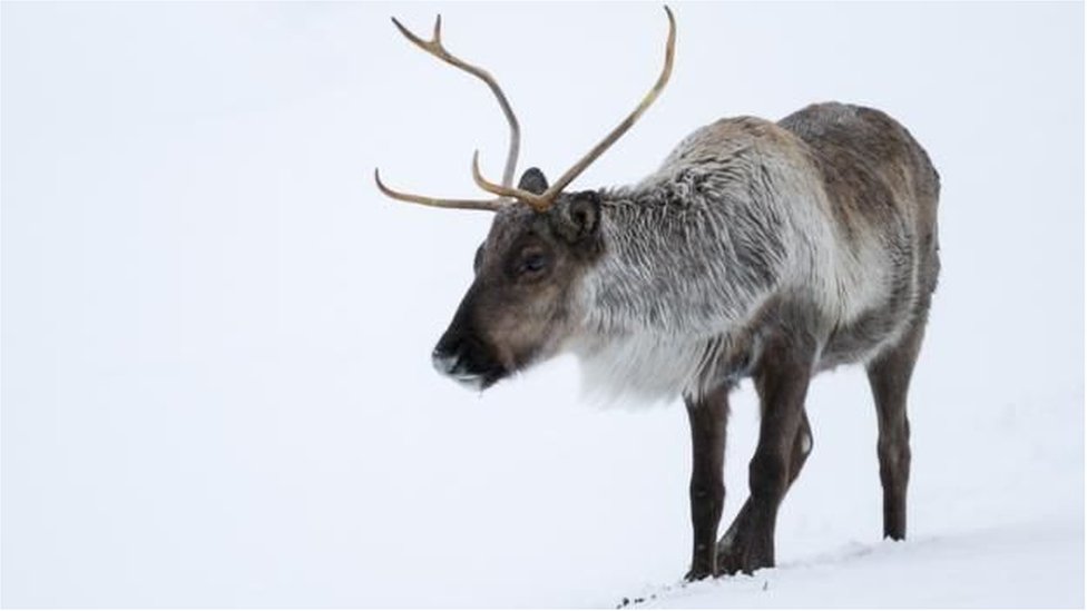 在北美，馴鹿被稱為北美馴鹿（caribou）（圖片來源：lightpix / Getty Images）