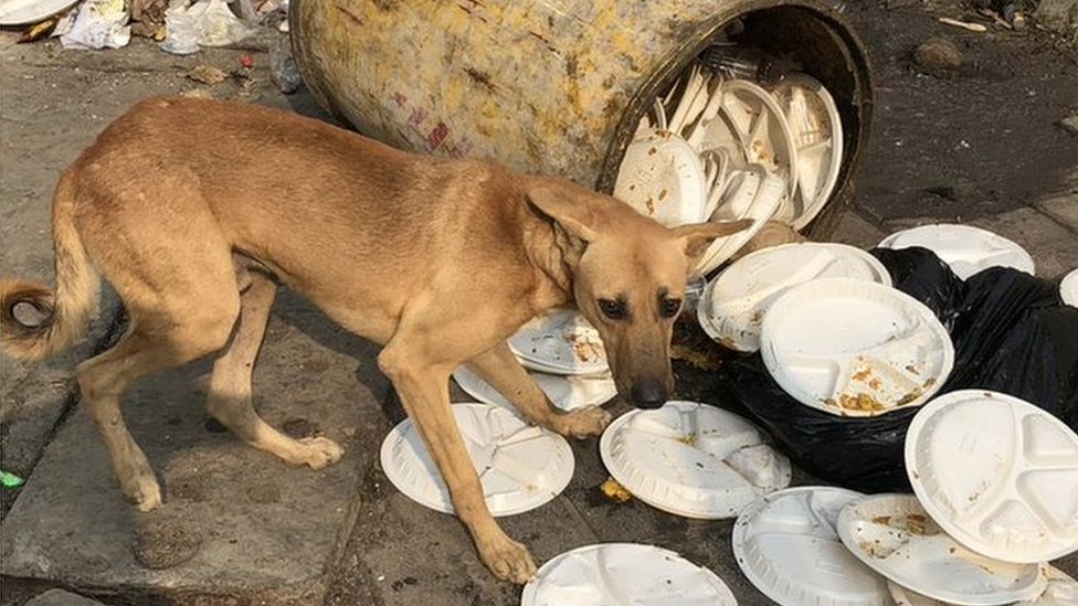 A stray dog scavenging in India