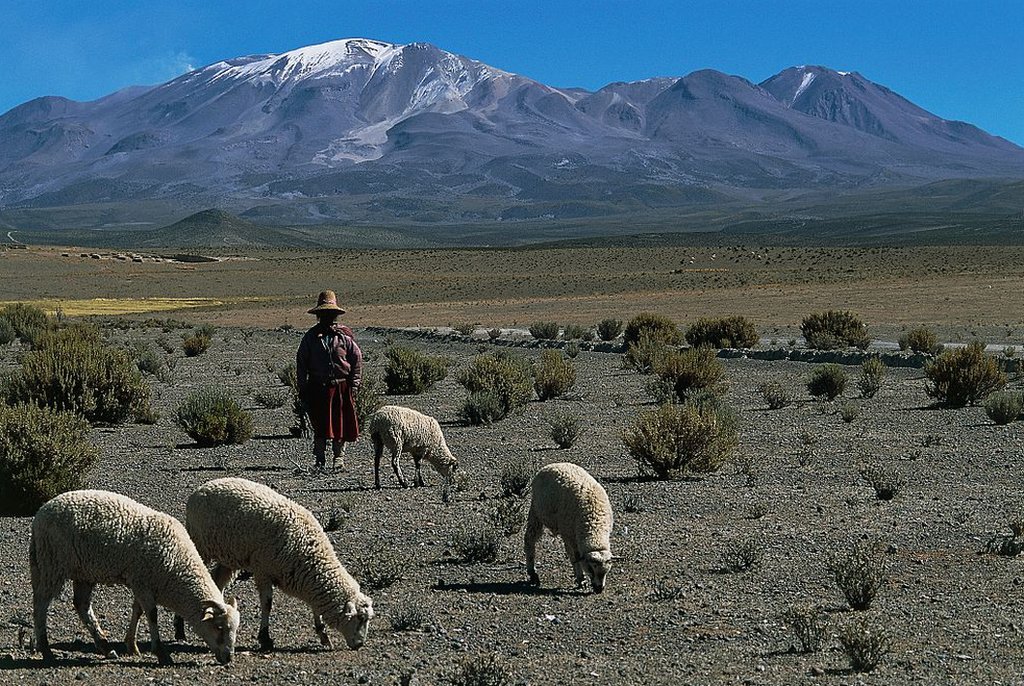 Una mujer aymara cuida de ovejas en la región de Tarapaca, Norte Grande, Chile.
