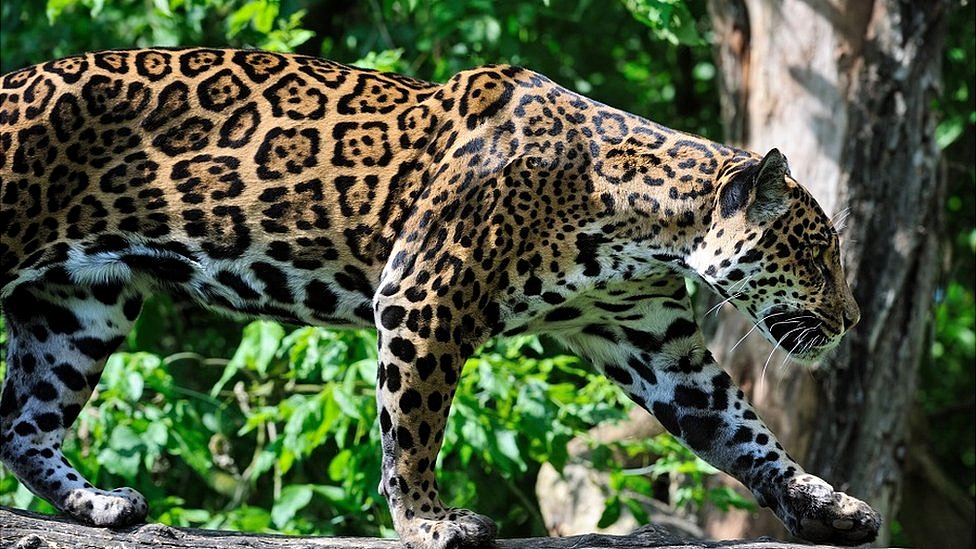 Las formas geométricas estaban inspiradas en los animales del entorno. Un jaguar en la selva