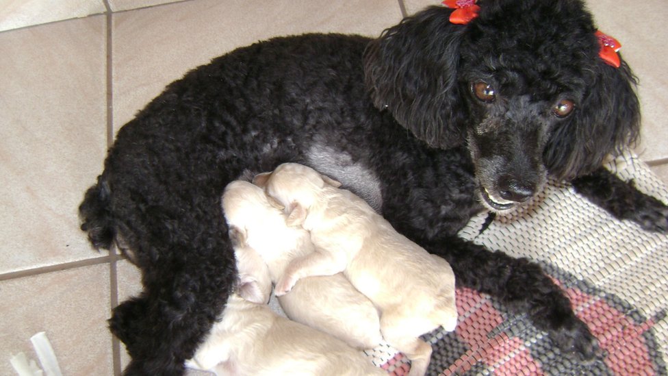 A poodle preta Chiquinha com filhotes, em Gurupi (TO)