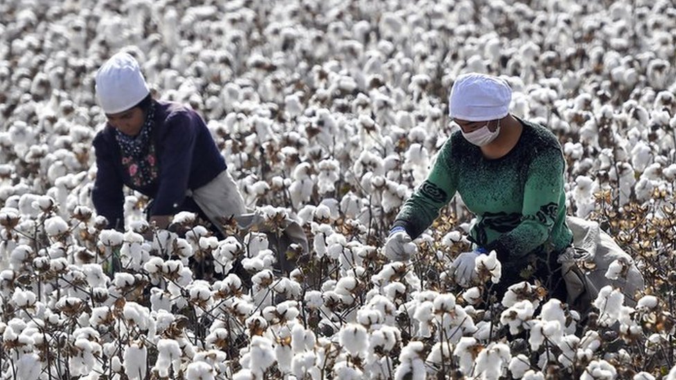 Farmers pick cotton during the harvest on October 21, 2019 in Shaya County, Xinjiang Uygur Autonomous Region of China.