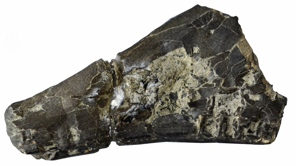 Ископаемые окаменелости ленточных червей с острова Уайт