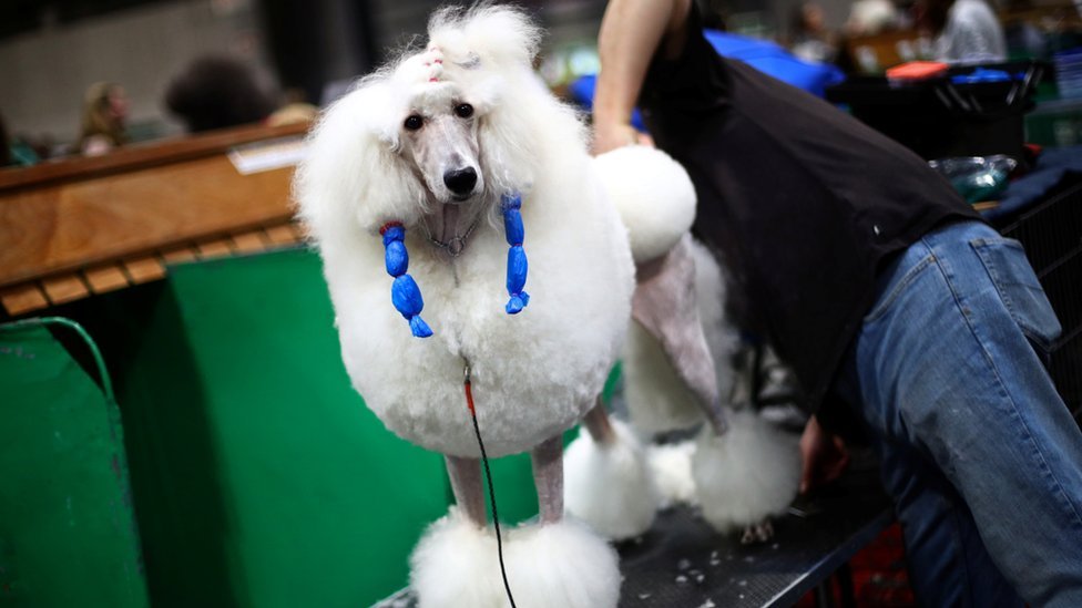 dave crufts 2019