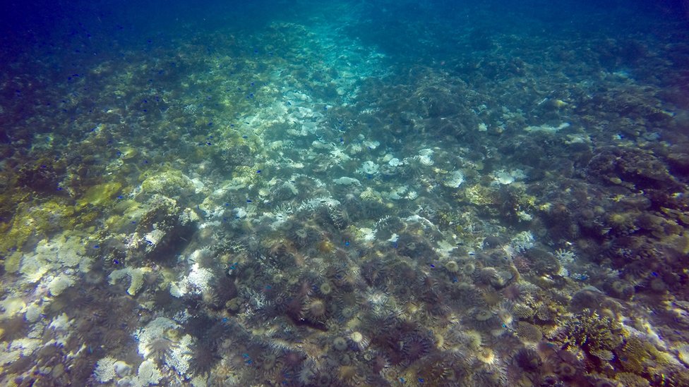 Морская звезда Терновый венец на Большом Барьерном рифе