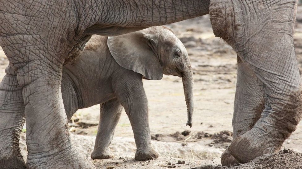 Слоненок вымирающего вида Loxodonta africana