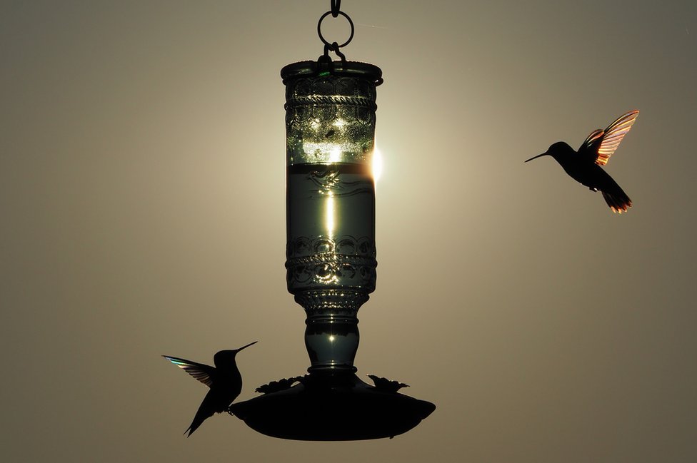 Colibríes.