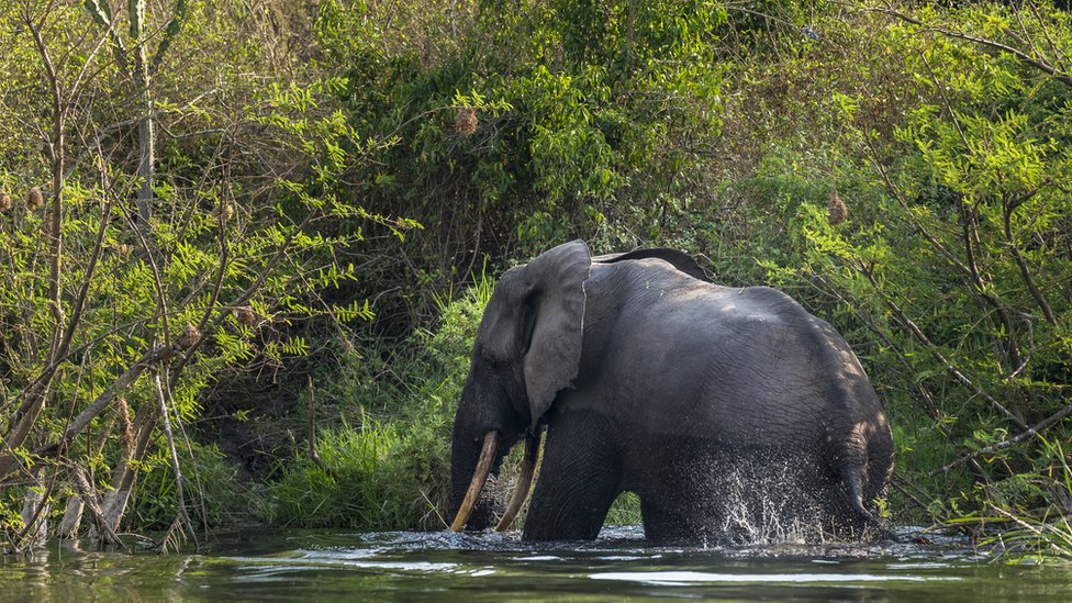 A bull elephant bathes and drinks water on the Northern shores of Lake Edward inside Virunga National Park