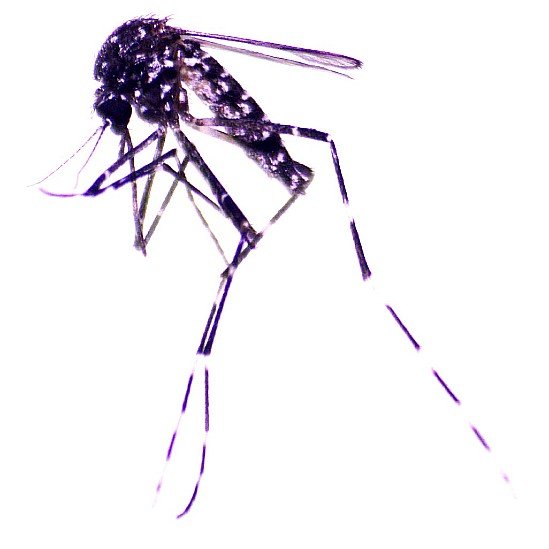 Mosquito Aedes vittatus