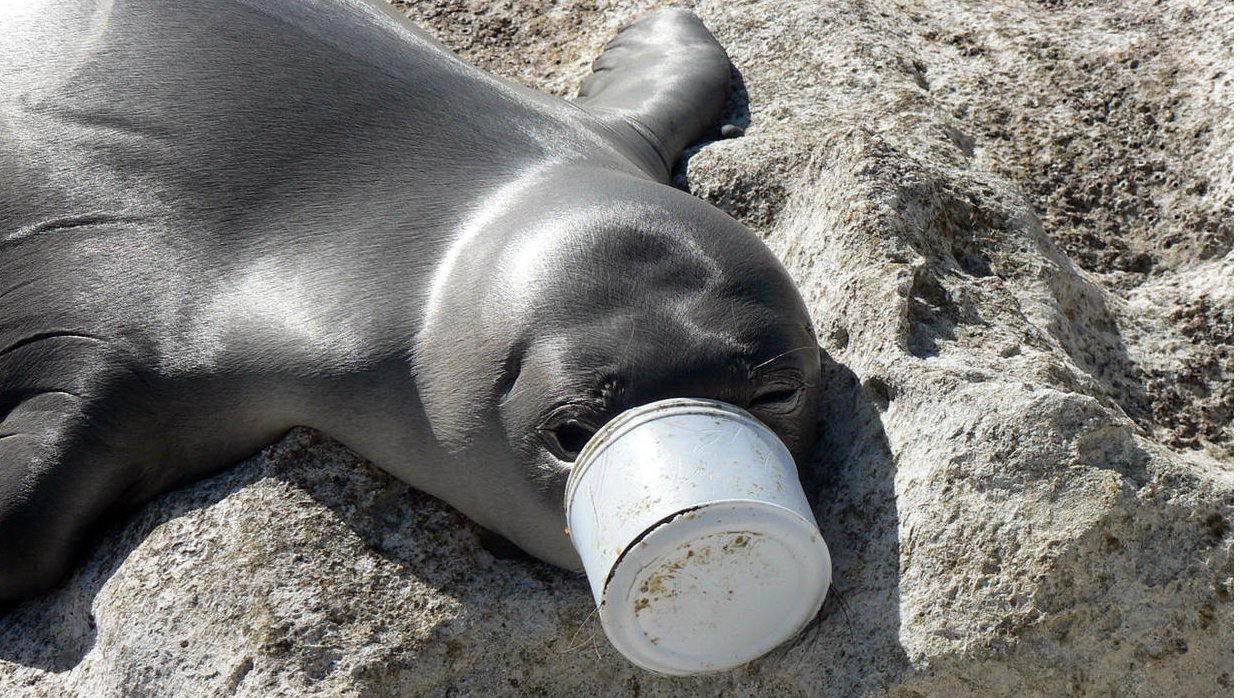 Plastics an 'unfolding disaster' for US marine life - BBC News