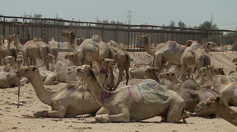 الجمال اثناء المزاد