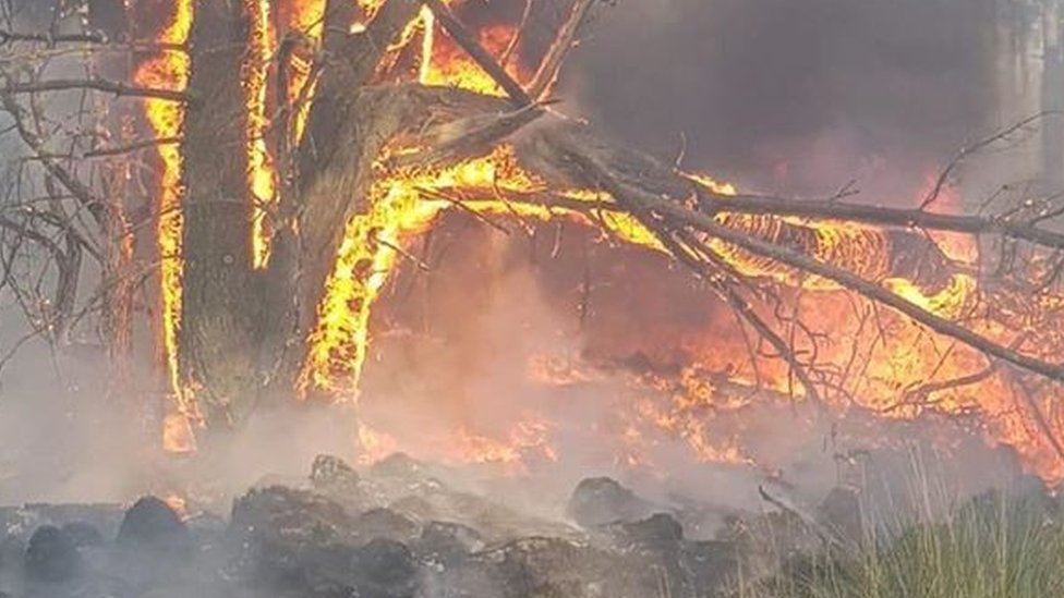 Дерево в огне