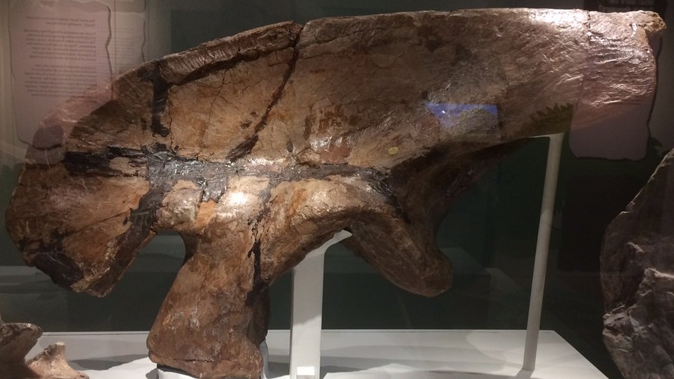 Большая бедренная кость мегалозавра