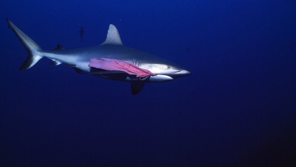 Peces y animales marinos ingieren el plástico. Otros pedazos van a parar al fondo del mar. El resto queda flotando, y es empujado por las corrientes marinas hacia distintas partes del océano. Tiburón