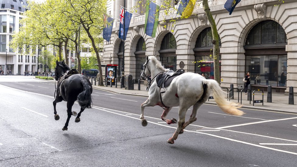 Pomahnitali konji jurili centrom Londona, povredili nekoliko ljudi ...