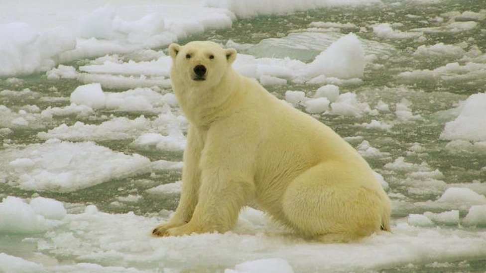 Белый медведь в Баренцевом море - архивное фото