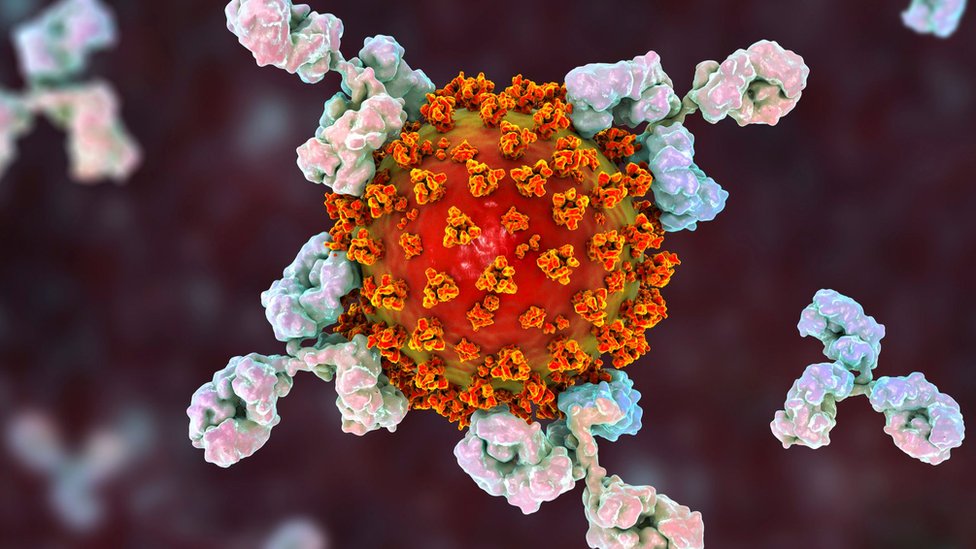 Illustration of antibodies attacking the coronavirus