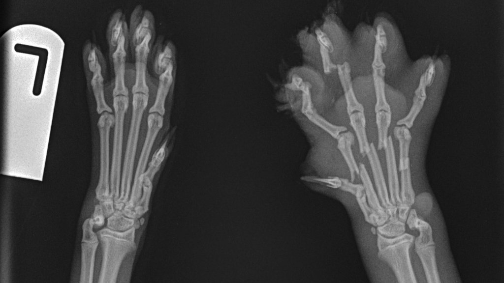 How Much Do Cat X Rays Cost Uk Download PDF