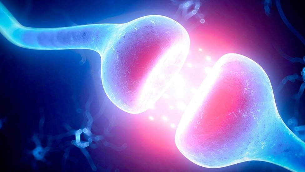 Las células nerviosas se comunican a través de la sinapsis. Sinapsis