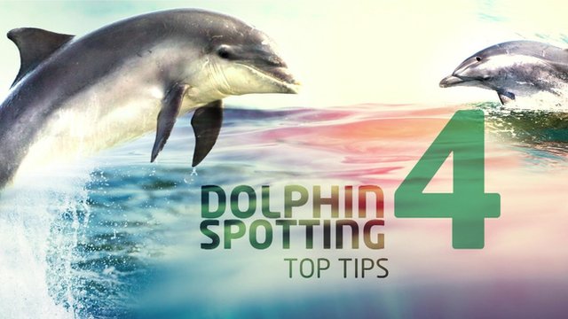 dolphin spotting tips