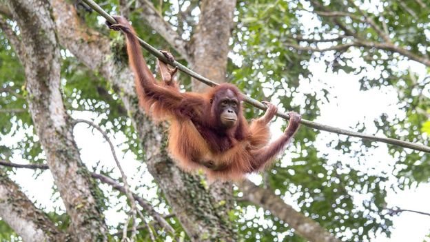 Orangután
