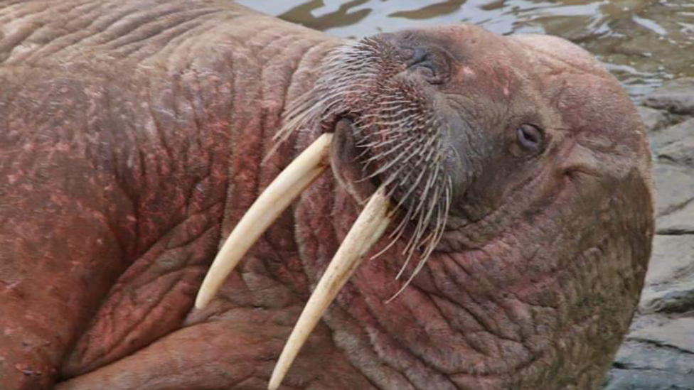 Scarborough: Rare walrus sighting draws huge crowds to harbour - BBC News