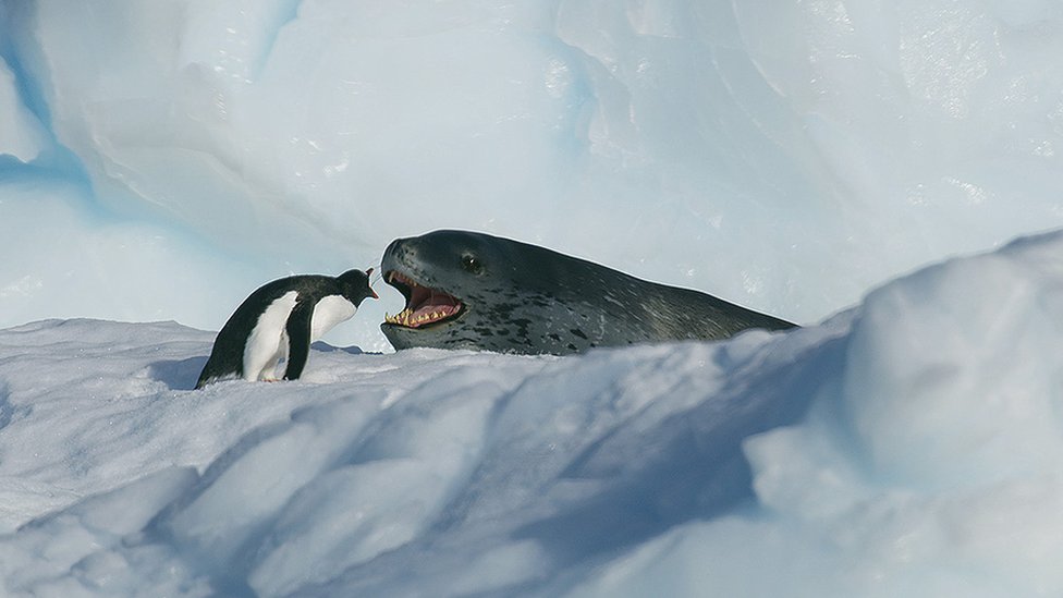 Пингвин папуа и морской леопард