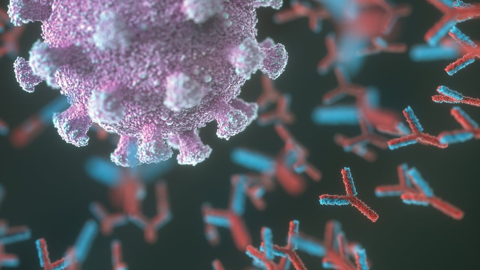 Antitela u obliku slova Y lepe se na površinu virusa da bi sprečila da zaraze ćelije tela