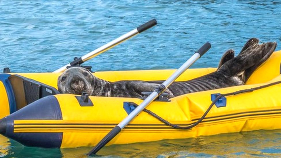 Seal spotted 'chilling out' on dinghy - CBBC Newsround