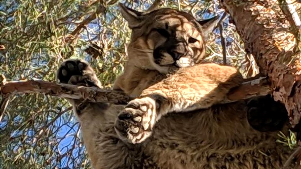 A cougar resting on a branch about 50ft above the ground in San Bernardino, California