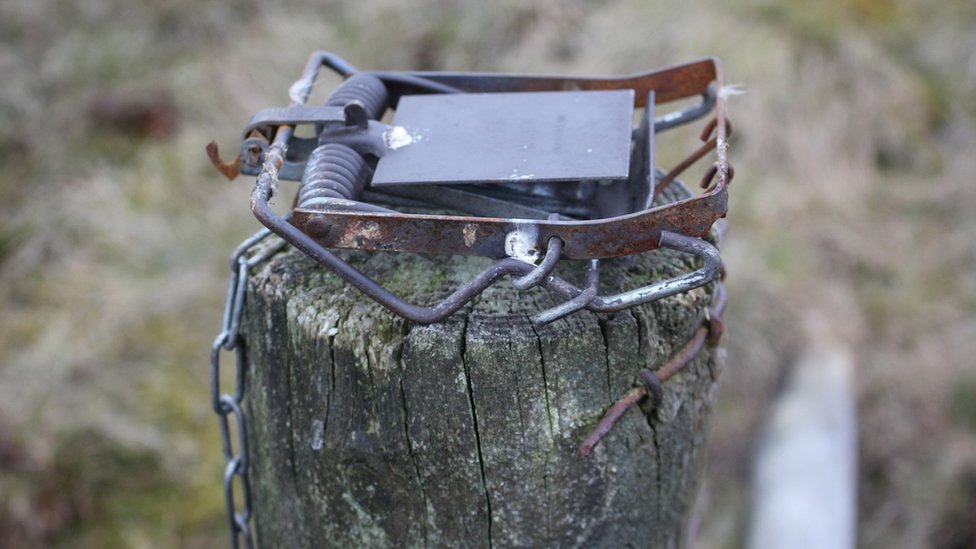 canadian pitfall trap canadian pitfall trap
