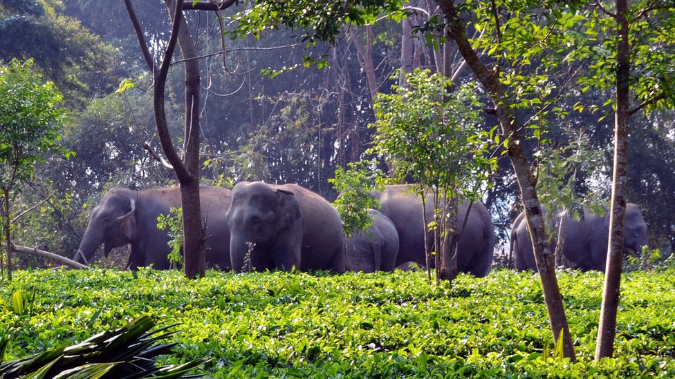 Gajah liar di kebun teh di Assam, India.