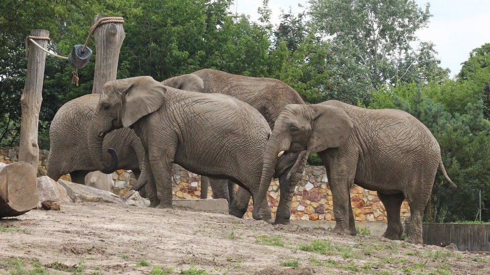 Zoo vrt u Varšavi izgubio je u martu najstariju slonicu