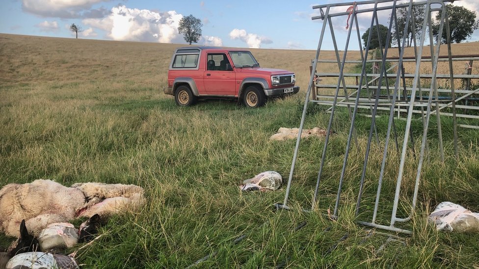 Овца убита в Давентри