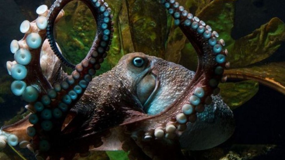 Otto the octopus wreaks havoc