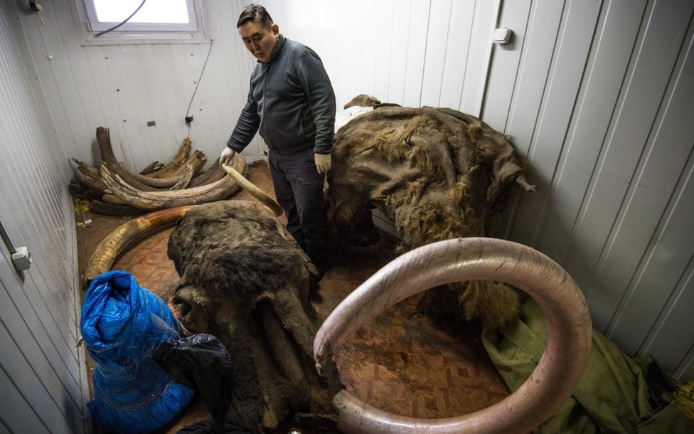 Mamut