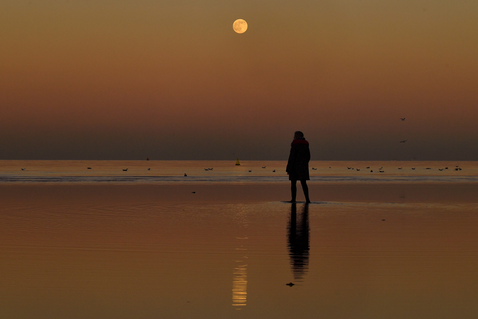 İrlanda'nın başkenti Dublin'de deniz kenarında yürüyen bir kadın ayı izliyor