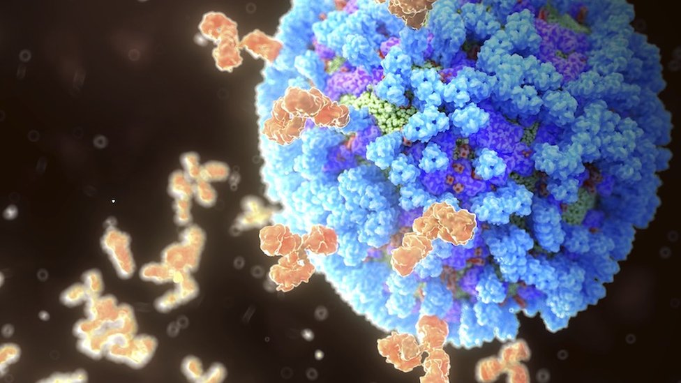 Antibodies binding influenza virus 病毒抗體